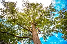 How Our Tree Care Process Works  in  Planada, CA